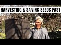 Harvesting &amp; Saving Seeds Fast Using a Garbage Can  &amp; Homemade Sieve
