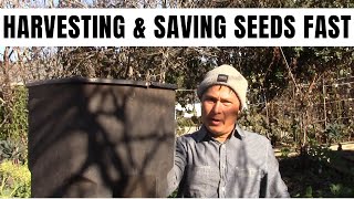 Harvesting &amp; Saving Seeds Fast Using a Garbage Can  &amp; Homemade Sieve