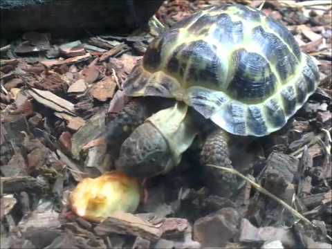 Video: Russiese Skilpad - Agrionemys Horsfieldii Ras Allergene, Gesondheid En Lewensduur