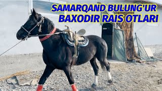 SAMARQAND BULUNG’URDAN BAXODIR RAIS AKANI OTLARI KALLEKSIYASI @Xiloliddin_Uz