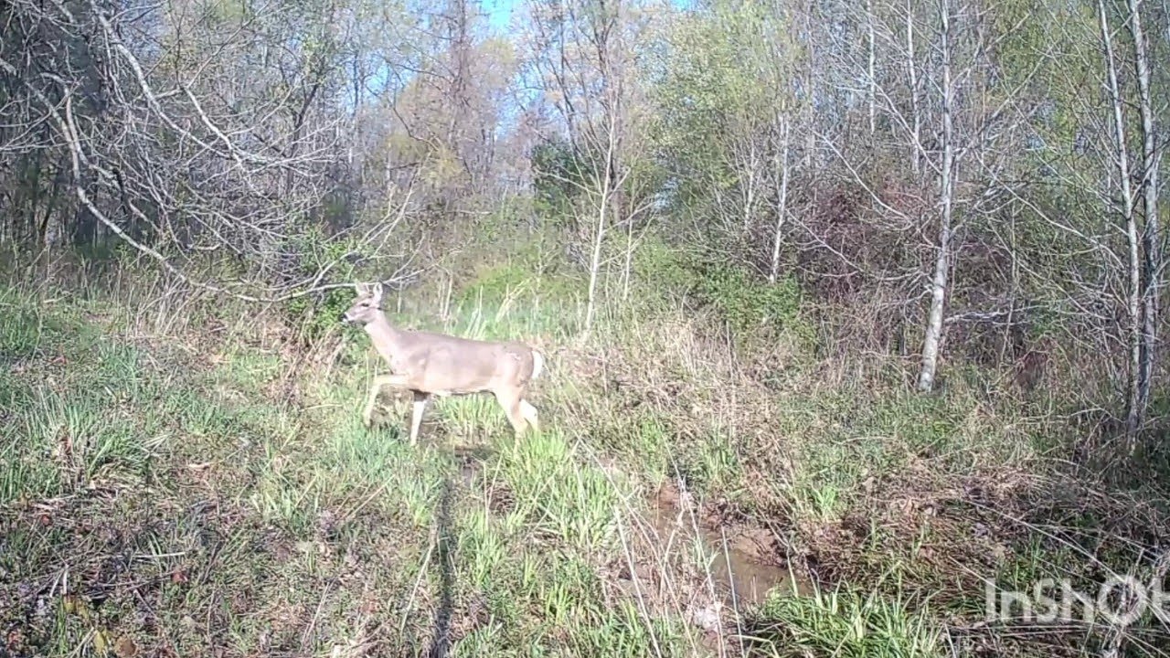 Trailcam: Deer movement is great by the drainage ditch. 