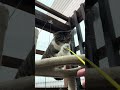 お下がりのキャットタワーで遊ぶ外猫