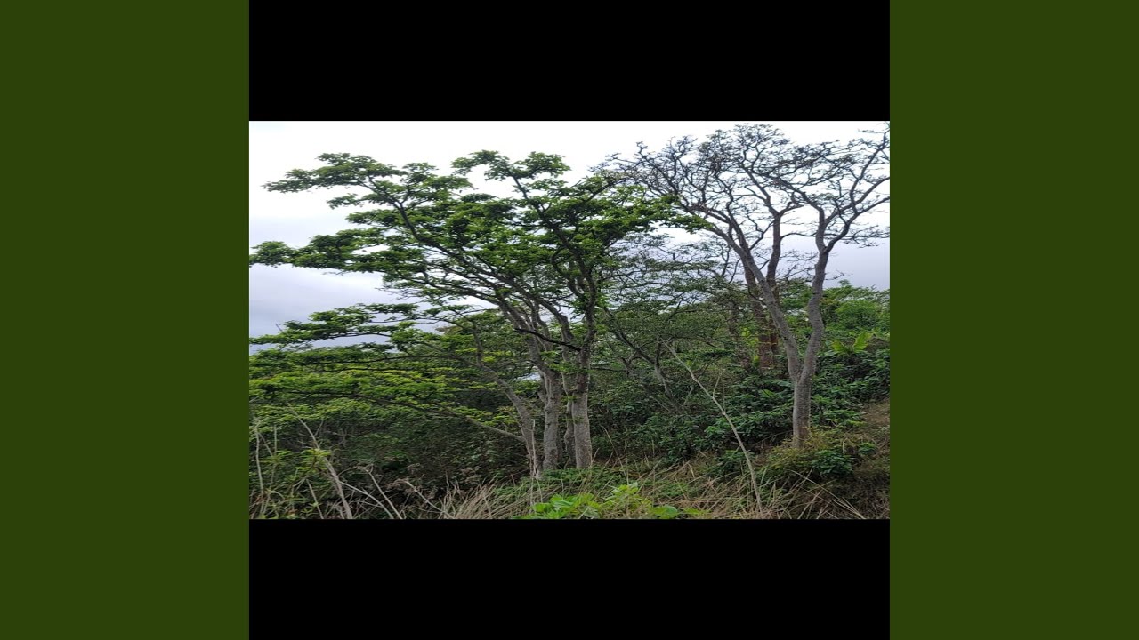 Watch Electric Dance on YouTube Watch Electric Dance on YouTube