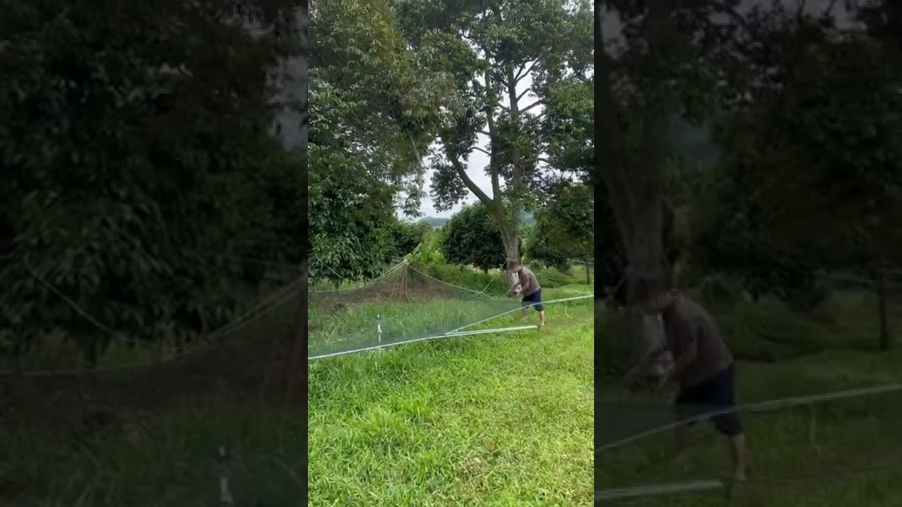 🇲🇾 Own Durian Farm! Pick up the durian without safety wear!