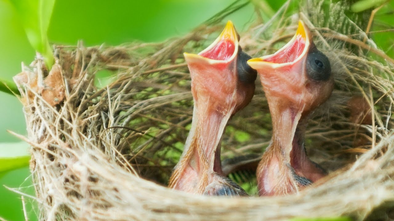 حل مشكلة عدم إطعام الأنثى للفراخ