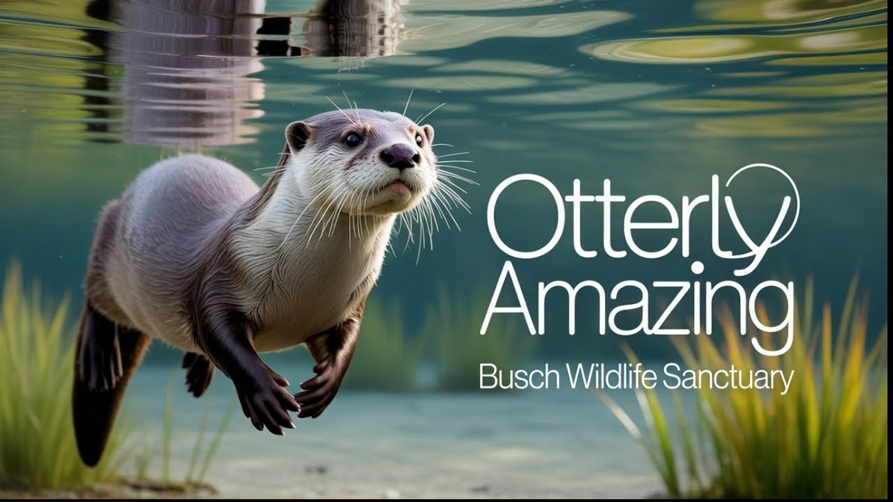 Busch Wildlife Sanctuary Full Tour-  Jupiter, Florida