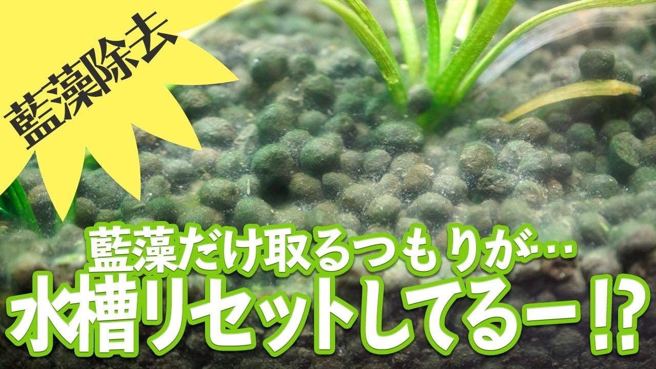 藍藻除去 木酢液ピンポイント噴射 24時間で藍藻消滅 Youtube