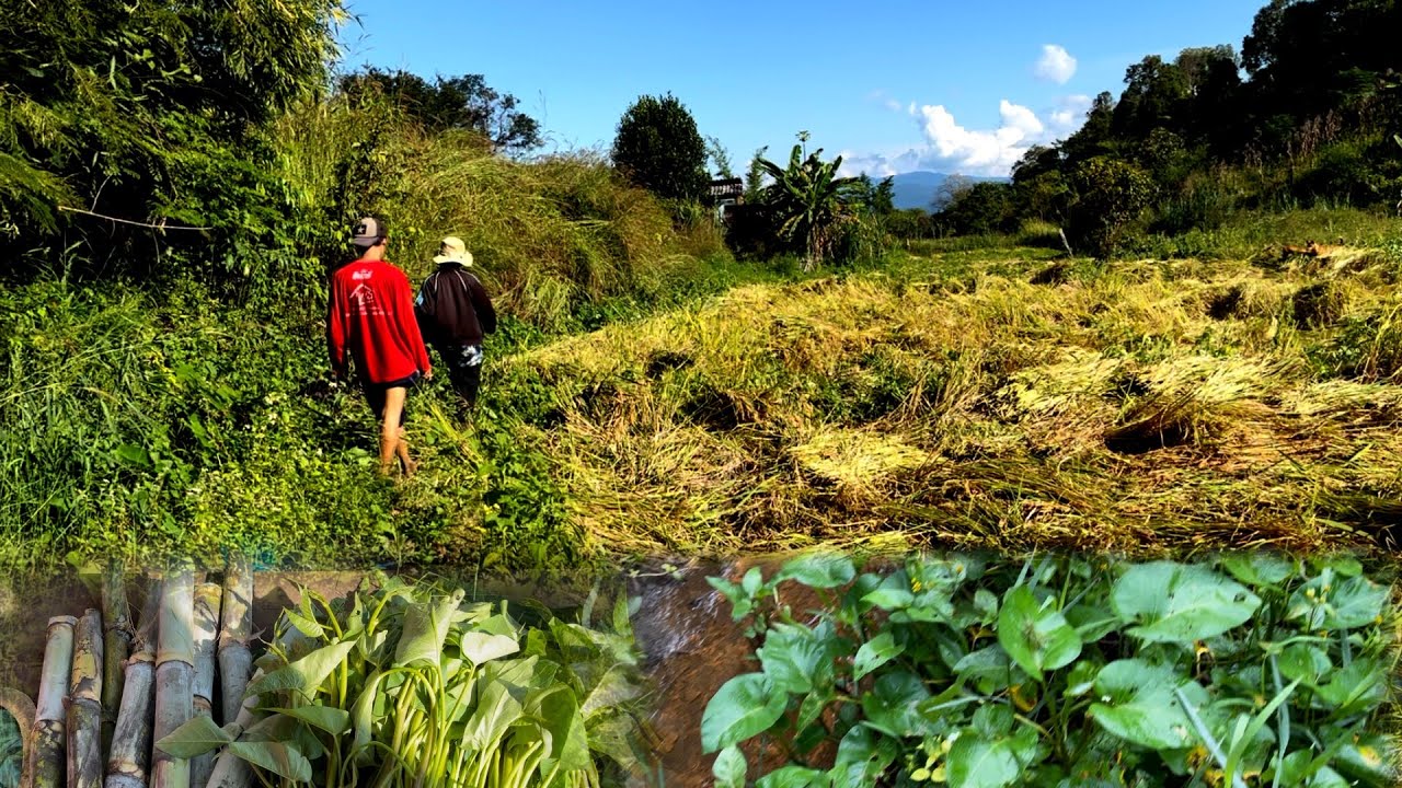 ผักบุ้งนาออกสวยมากเอาไปผัดน้ำมันหอยคงอร่อยน่าดู