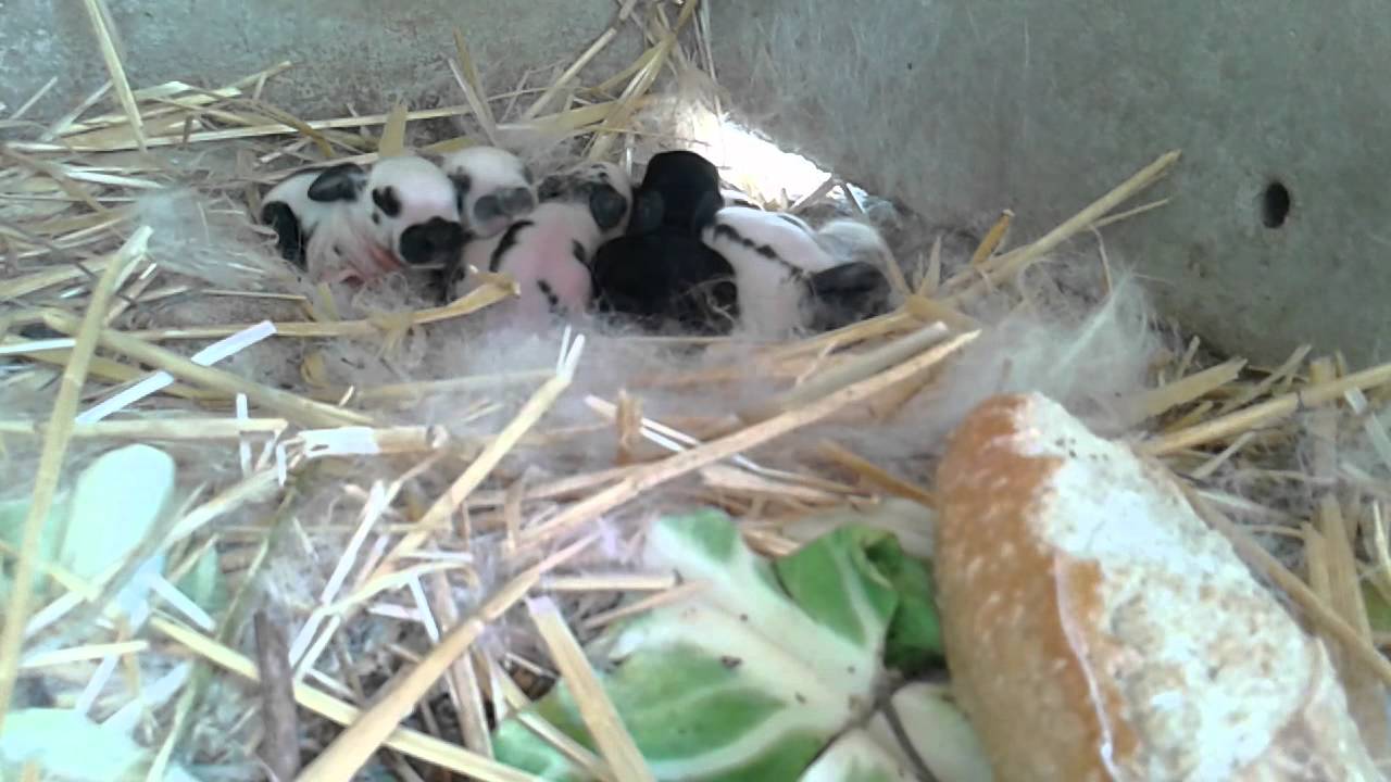 Devellopement des lapereaux YouTube Devellopement des lapereaux YouTube