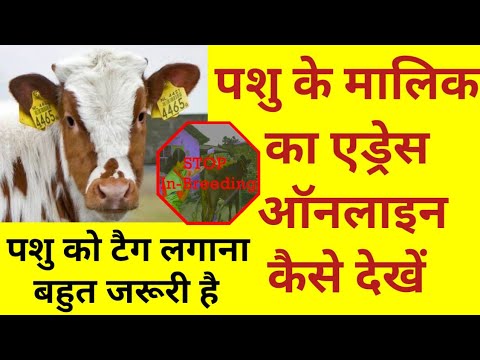 how to apply ear tag on cattle/किसी भी पशु की जानकारी कैसे प्राप्त करें/animal owner address check