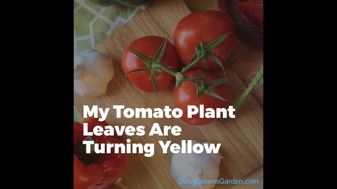 What Can I Do About My Tomato Plant Leaves Turning Yellow - Youtube