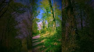 Quiet Forest scene| Natural Sounds | No Talking | No Music #nature #forestbathing #amsr