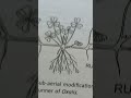 zoology important diagram BSc  vbspu class 12 NCERT nep #biology #science #lifeisbutadream #biology