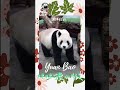 漏網鏡頭 #panda #yuanbao #圓寶