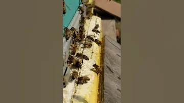ЗАЧЕМ ПЧЁЛЫ СОБИРАЮТ ПЫЛЬЦУ ?
