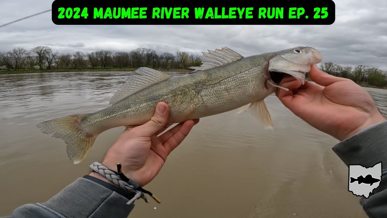 Cold Front Walleye Fishing! (Maumee River Walleye Run 2024)