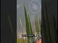 вертолет призрак в Half-life 2!😱