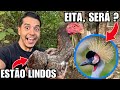 Coloquei Palha no Ninho do Grou, VEJA A REAÇÃO! Vem Mais Ovos? Adaptação Novas Aves | Aves Recriar