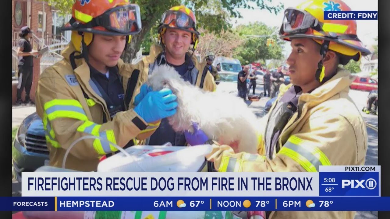 Firefighters rescue dog from house fire in the Bronx - YouTube