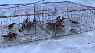 How Seafood is Caught: Traps