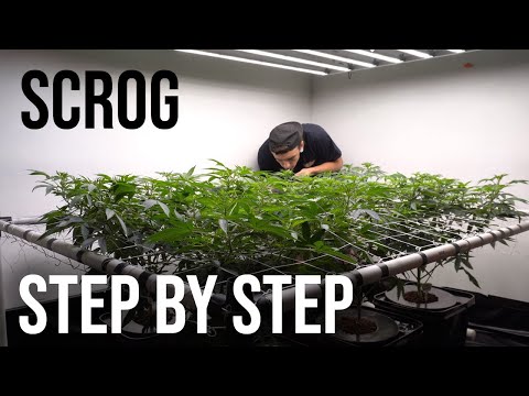 Scrog For Massive Yields - How to  (Screen of Green)