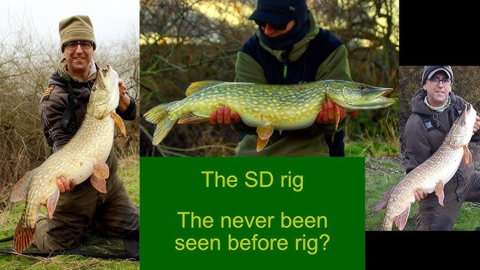 River Pike Fishing Using Dead Baits - Running Ledger Rig - Dannys Angling  Blog 