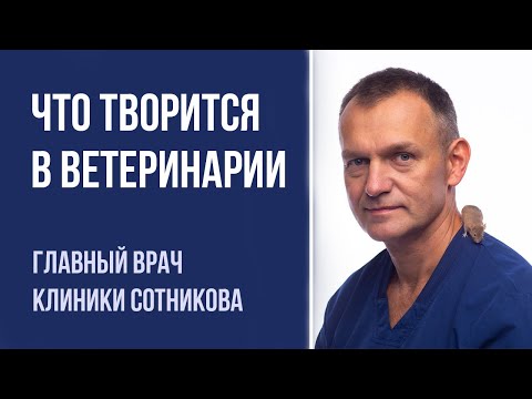 Кто контролирует ветклиники и кому жаловаться на ветеринара | Вопросы о ветеринарии России и мира