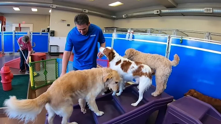 Wayne Garcia tries his hand at doggie daycare work...