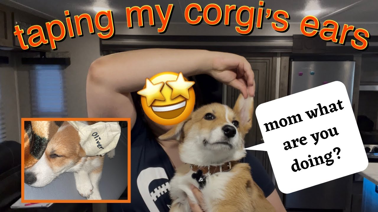 How To Get Corgi Ears To Stand Up