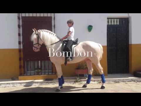 Bombon Andalusian Stallion