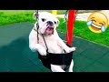 Funniest Animal - Best Of The 2022 Funny Dogs And Cats Videos #6