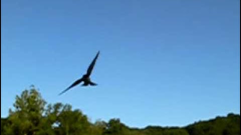Tree Swallow Dive Bomb