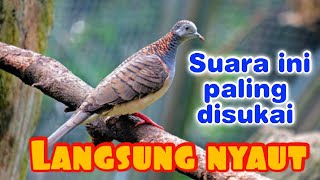 Download lagu Masteran perkutut tembakan rapat full power bikin greget meningkat