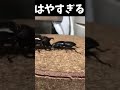 国産カブトムシvsパラワンオオヒラタクワガタ