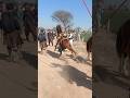 Horse ATTACK on People Horse getting angry horse attitude horse youtube angryhorse mp3