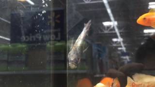 Dead fish at Walmart