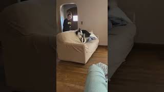 Excited Husky Plays The Floor Is Lava!
