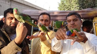 Birds Market Lalukhet Sunday Video Latest Update 10-1-22 Exotic Birds Babies in Urdu\/Hindi