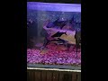 Aquarium love fishes