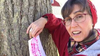 How to Make Bark Rubbings