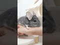 チンチラの闇 #Shorts