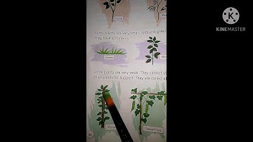 CH - 16 Green Plants ( Class - 1 E.V.S.)