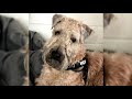 Irish Soft Coated Wheaten Terrier. Pros y contras, precio, Cómo elegir, hechos, cuidado, historia