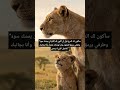 سأبقى دائما معك وخلفك حتى تشتد مخالبك وتصبح أنت سيد الغابة الذي تعلم الصمود من عيني أمه 