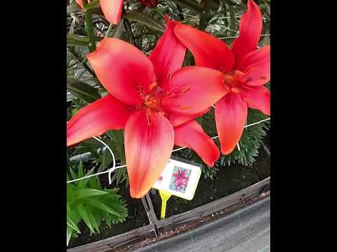 Video: Edeworthia Paperbush Biljke - Naučite kako uzgajati Paperbush u vrtu