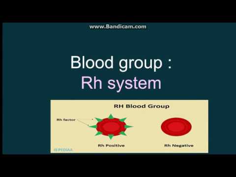 O+ Blood Type / Group Rh (Rhesus) Positive | Sticker