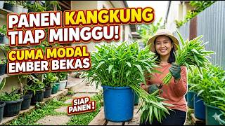 Cara Tanam Kangkung di Ember Bekas, Panen Cepat Tiap Minggu