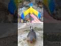 Animal Names at the Stream for Babies Kids to Learn: Bird Pig Mouse Bear Rabbit Lion