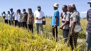 PANEN RAYA//SAWAH IRIGASI MBAY, BUPATI NAGEKEO #mbay #Nagekeo #Nila