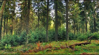 🌳 4K - Relaxing Nature Sounds For Stress Relief, Bird Song, Forest Sounds